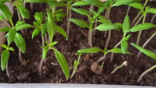 ����� ������ ������: ������ ������ ��� ����������� �����������