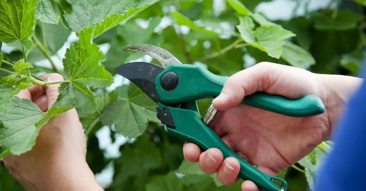 Как обрезка смородины в летние месяцы увеличивает будущий урожай