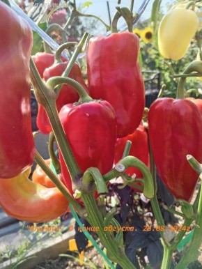 ����� �������: ��������� ����� ��� ������� ������ � �������� �������