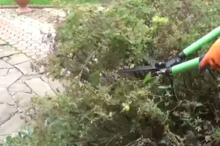 ������� ���� ���: ��� ������������� � ������ � ����� ����������