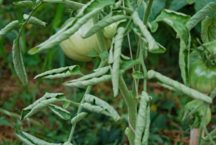 ��� ���������� �� ������������ ������� ���������: ������������ � ������� �������