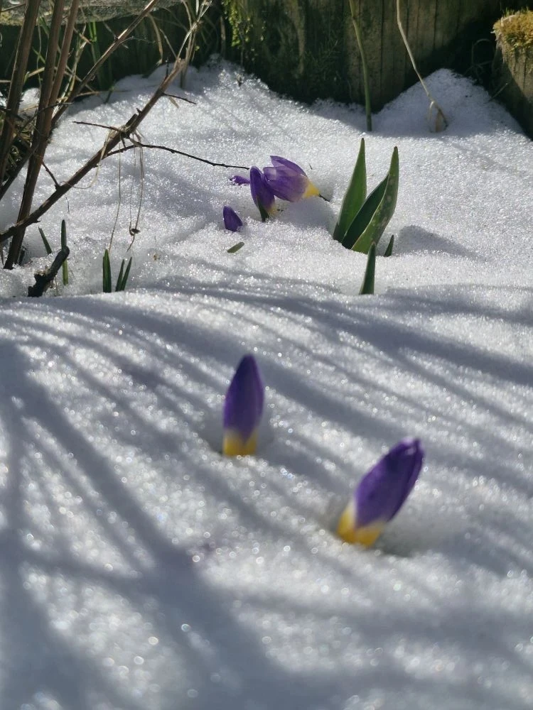Доброе утро! Сегодня, 16 апреля, в Сыктывкаре температура ночью: -2...-4 °C, днём: +14...+16 °C