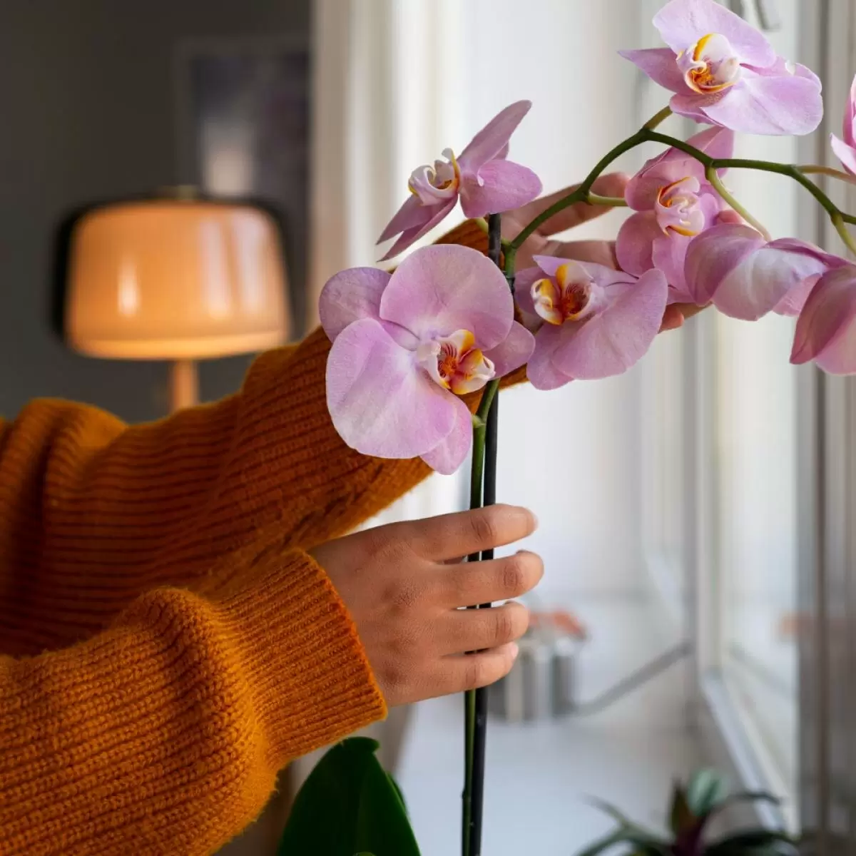 Кофе в уходе за орхидеями: мифы и реальность