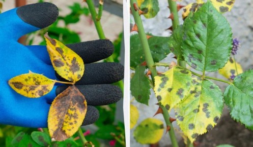 ��� �������� ������ ����������� ���: ������ �� ������� � ������������