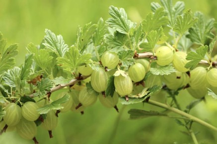 Как правильно обрезать крыжовник для максимального урожая