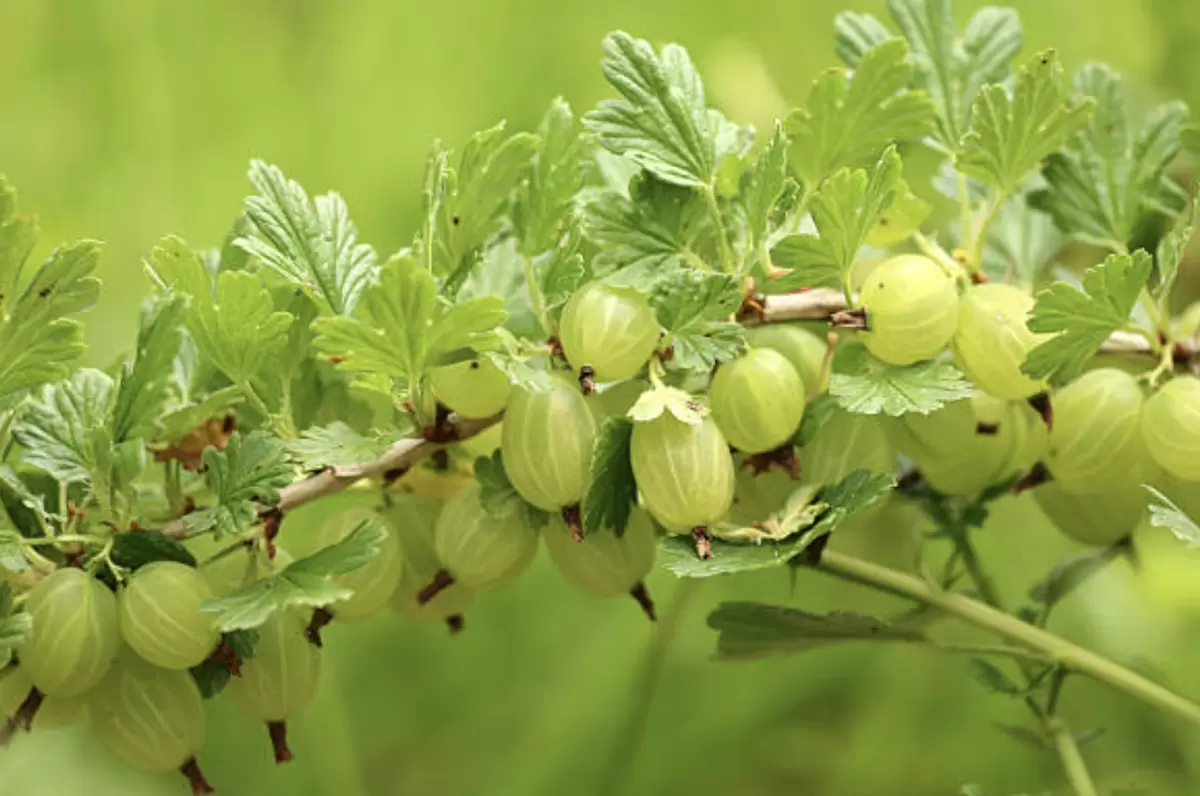Как правильно обрезать крыжовник для максимального урожая