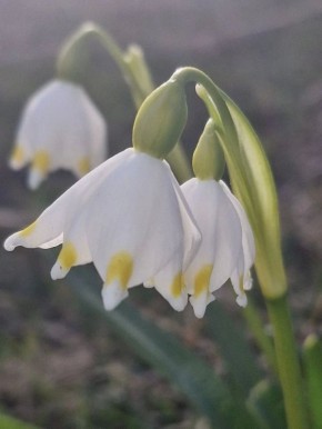 ������ ����! �������, 17 ������, � ���������� ����������� �����: +1...+3 �C, ����: +10...+12 �C