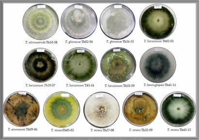 ���������� ���� � ����������: ������������ ����������� � ���������� ������