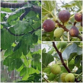 �����: ������������ ������ � ���������� ������� � ��������