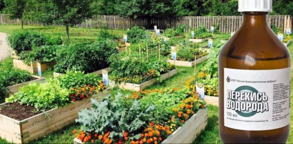 13 ���������� �������� ���������� �������� �������� �� ����