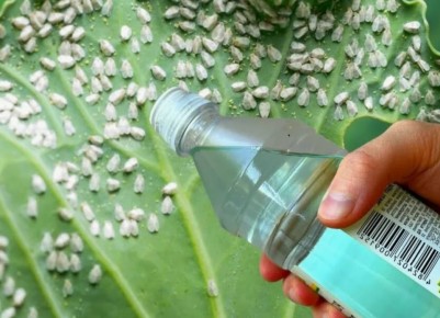 ������ ���� �������� ������ � ���� ����� ��������� ������������?