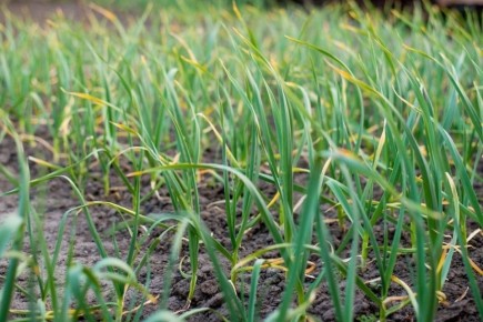 ������ ������ ������ ������ ������: ������ �� �������� ��������