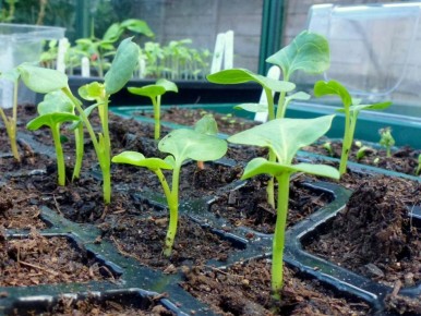 ��� ������ ������������ ������� �������: ������� ������ ��� ������� ��������