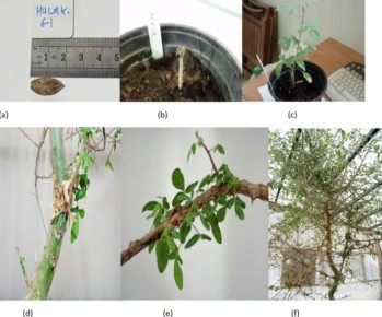 ����, ���������� ������ ���: ������� ��������