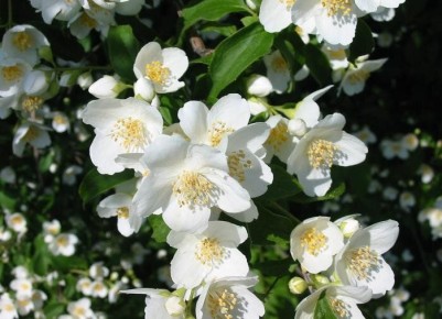 ��� ��������� ��������� �� ��������: ������� ������� � �������