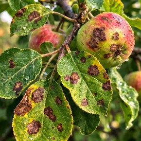 ����������� ������ ������ � ������ �� �������