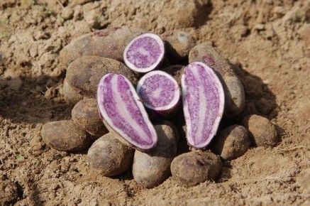 ��������� ��������� �������� ������: ������� ��������� ������