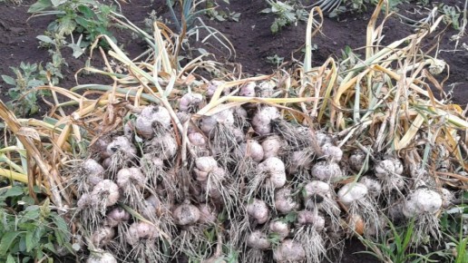 ��� ���������� ������������ ������ ����� ����� �������: ������� ������� �����������