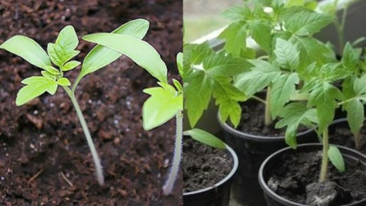 ��� ��������� ������� ������� ������� �� �����������: ������� � ����������� ����� ���������