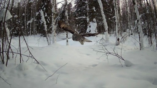 ���������� ����: ����������� ��������� �������� ������������� ������������� ��������� �������