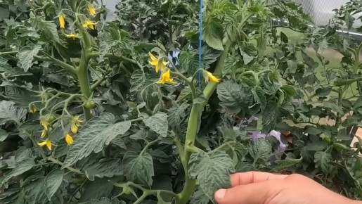 ��� ���������� ��������� �������: ��������� ������� ��� ��������� ������