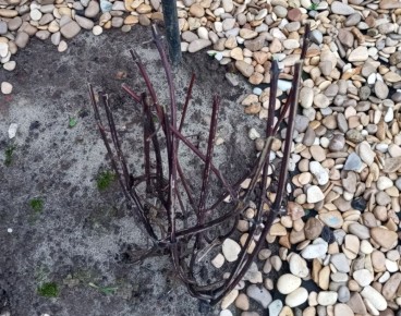 ��� ����������� ����������� �������� � ����: ������� ��� ���������� ��������