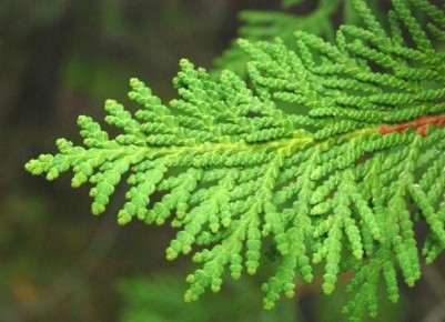 ������� ��������� ����� �� �������� ���������