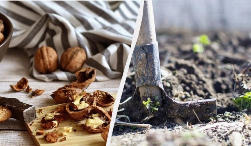 �������� �������� �����: �������� ��������� ��� ������ ����