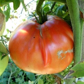 ��� ��������� ��������� ������: ������ ��� ��������� ������