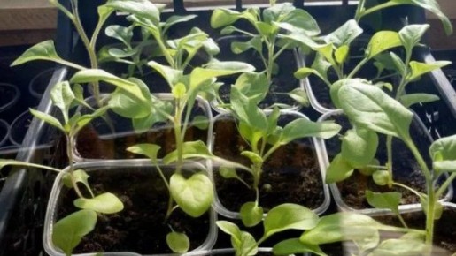 ��� ������� ������� ��������: ������� ������ �� ��������