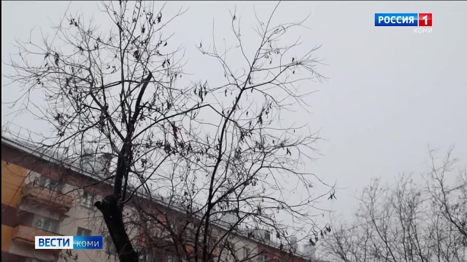 Северные районы Коми сегодня проверяет на прочность сильный ветер