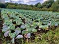 Секреты идеального урожая: как вырастить капусту мечты