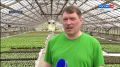 Столичное сельхозпредприятие обеспечит Сыктывкар и дачников столицы рассадой овощей и цветов