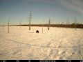 Осторожно, вас снимают!. В заказнике «Дзервад» в фотоловушку попал редкий хищник местных лесов – росомаха