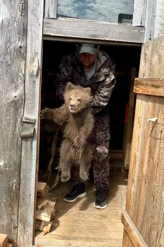 В Усть-Куломском районе спасли медвежонка-сироту
