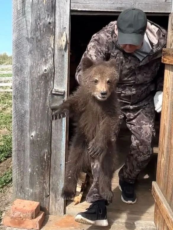 В Усть-Куломском районе спасли медвежонка-сироту