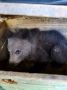 Спасённому медвежонку из Усть Куломского района выбирают имя