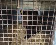 Спасённая маленькая медведица Кира вернулась в родные леса