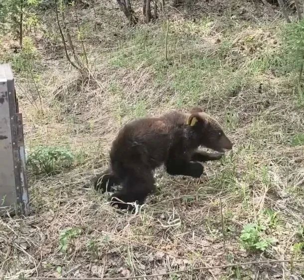 Спасённая маленькая медведица Кира вернулась в родные леса Спасённая маленькая медведица Кира вернулась в родные леса