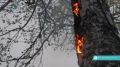 Жителям Коми напомнили о правилах пожарной безопасности в лесах