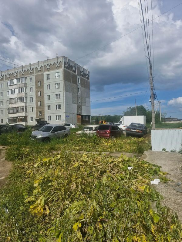 Борщевик Сосновского - опасный сорняк, который сейчас активно набирает силу, поэтому городские службы с ним борются Борщевик Сосновского - опасный сорняк, который сейчас активно набирает силу, поэтому городские службы с ним борются
