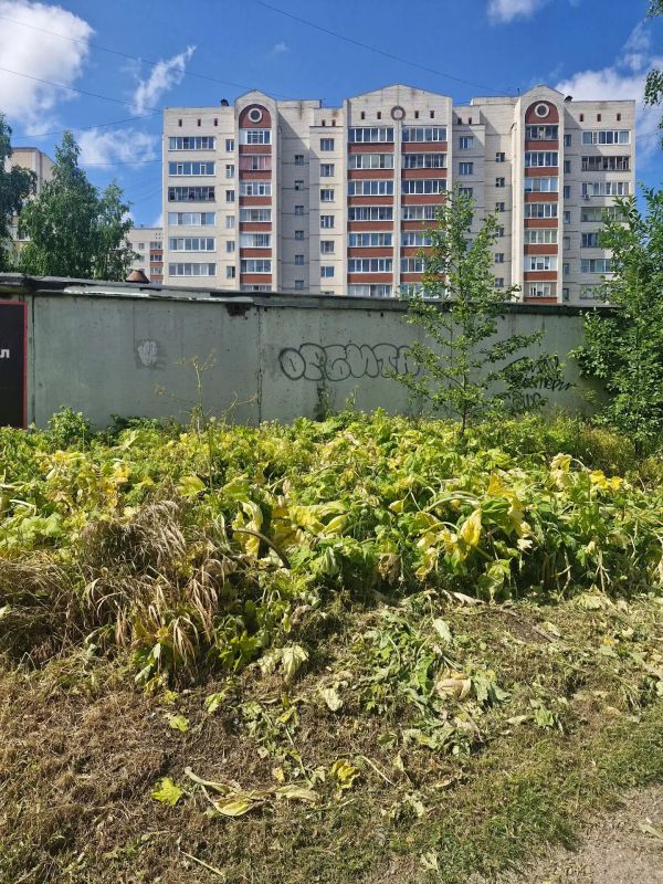 Борщевик Сосновского - опасный сорняк, который сейчас активно набирает силу, поэтому городские службы с ним борются Борщевик Сосновского - опасный сорняк, который сейчас активно набирает силу, поэтому городские службы с ним борются