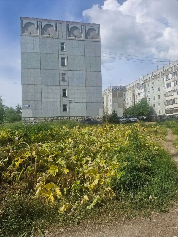 Борщевик Сосновского - опасный сорняк, который сейчас активно набирает силу, поэтому городские службы с ним борются Борщевик Сосновского - опасный сорняк, который сейчас активно набирает силу, поэтому городские службы с ним борются