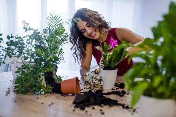 Эффективные способы борьбы с плесенью в домашних растениях