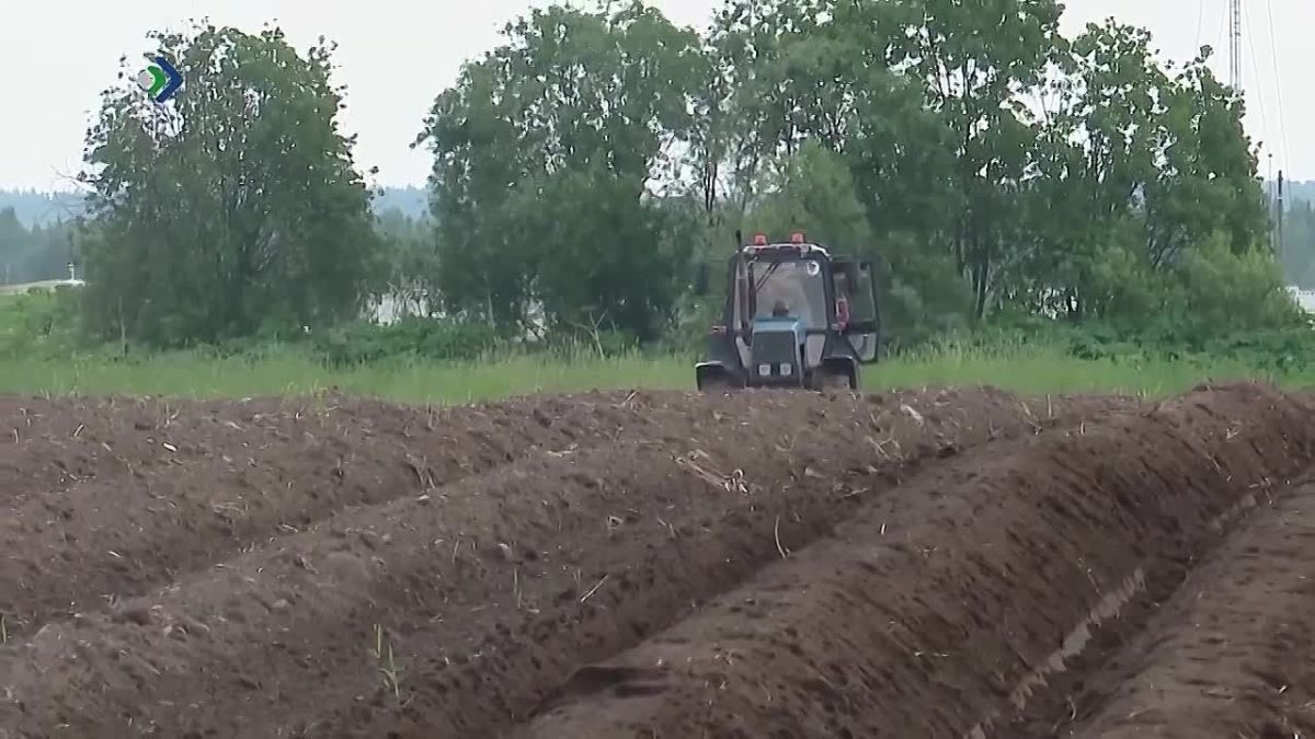На прошлой неделе в Сыктывкаре завершили посадку картофеля