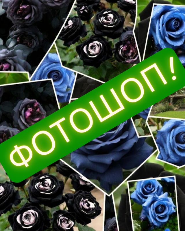 Синие и черные розы: тайна сортов, которые не существуют