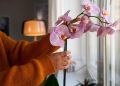 Как обеспечить растениям энергию натуральными средствами: практические советы