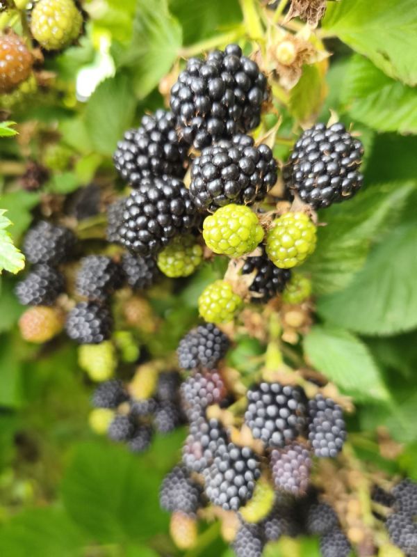 Осень для ягод: важные шаги по подготовке к зиме
