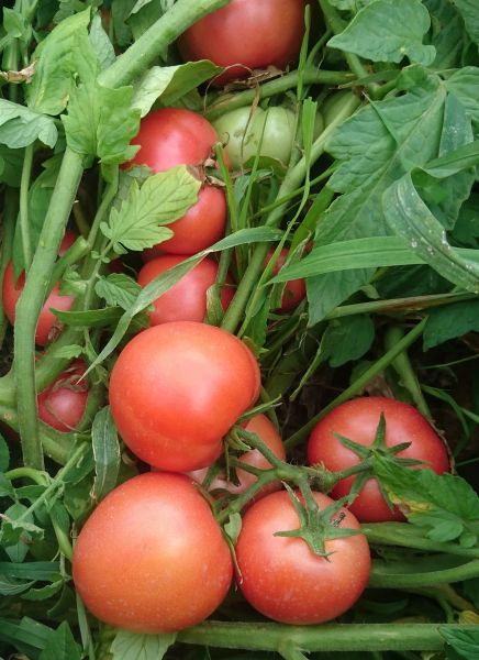 Томат Шибик: сладкие плоды с насыщенным вкусом и стабильной урожайностью