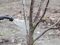 Осенняя обработка деревьев: секреты здоровья и богатого урожая